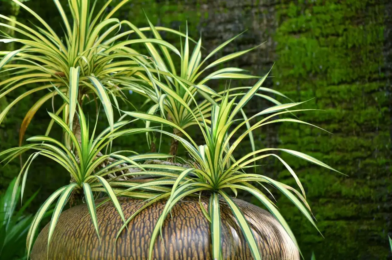 Plantas tipo cinta, con hojas verdes y amarillas, crecen en una maceta texturizada frente a un muro cubierto de musgo.