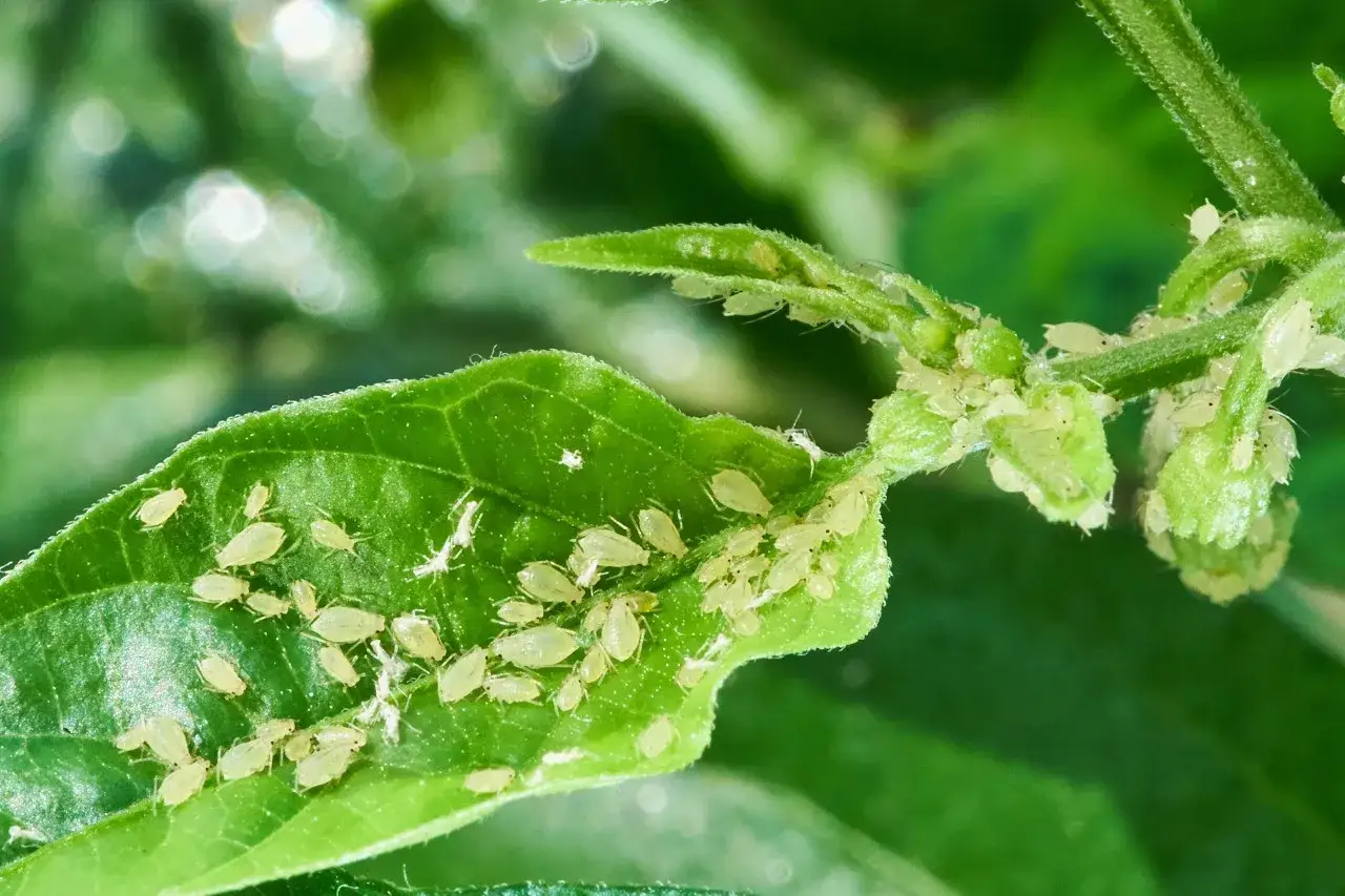 Un enjambre de pulgones ataca una hoja verde, un ejemplo de plagas y enfermedades de los setos que amenazan la salud de las plantas.