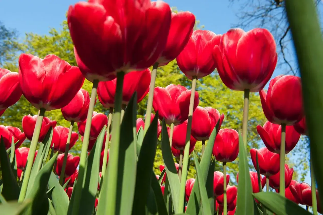 Un campo de tulipanes rojos vibrantes, vistos desde abajo. Cada tallo verde sostiene una flor, mostrando cu&aacute;ntos tulipanes salen de un bulbo.