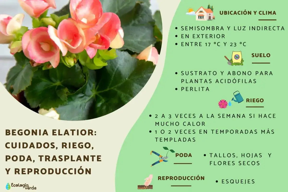 Begonias de exterior cuidados: luz indirecta, riego y poda. Consejos para mantener tus begonias elatior saludables y florecientes.