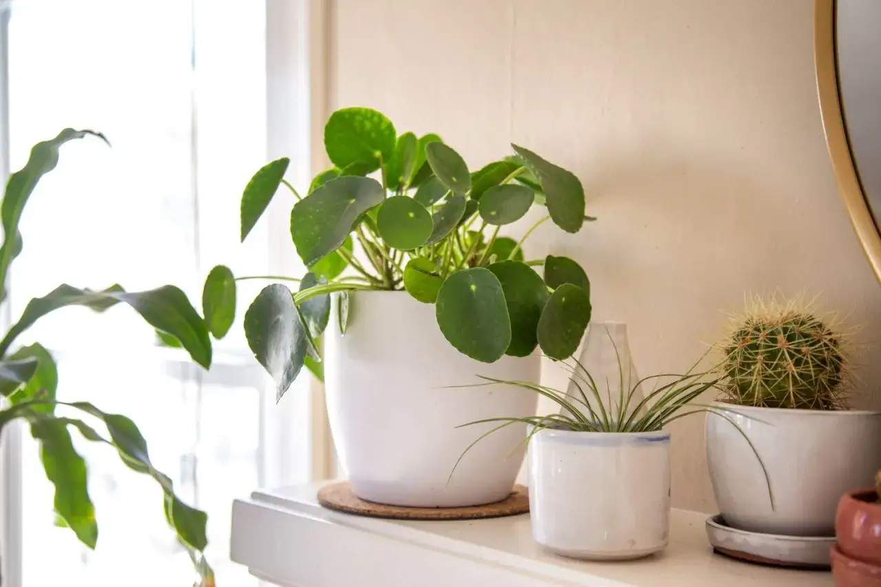 Planta Pilea Peperomioides en maceta blanca, junto a un cactus y otras plantas. Consejos para sus cuidados.