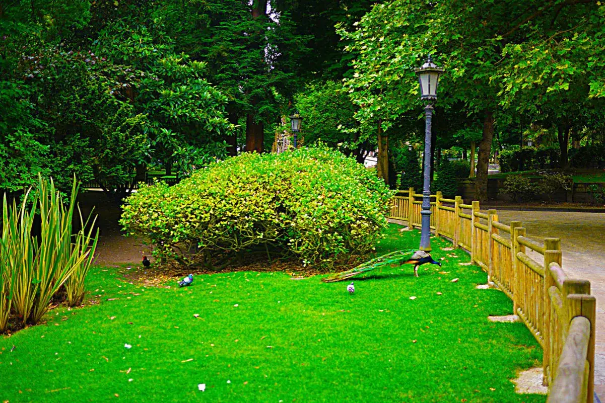 Pavo real pasea por c&eacute;sped verde entre &aacute;rboles de parques, junto a un farol y valla de madera.
