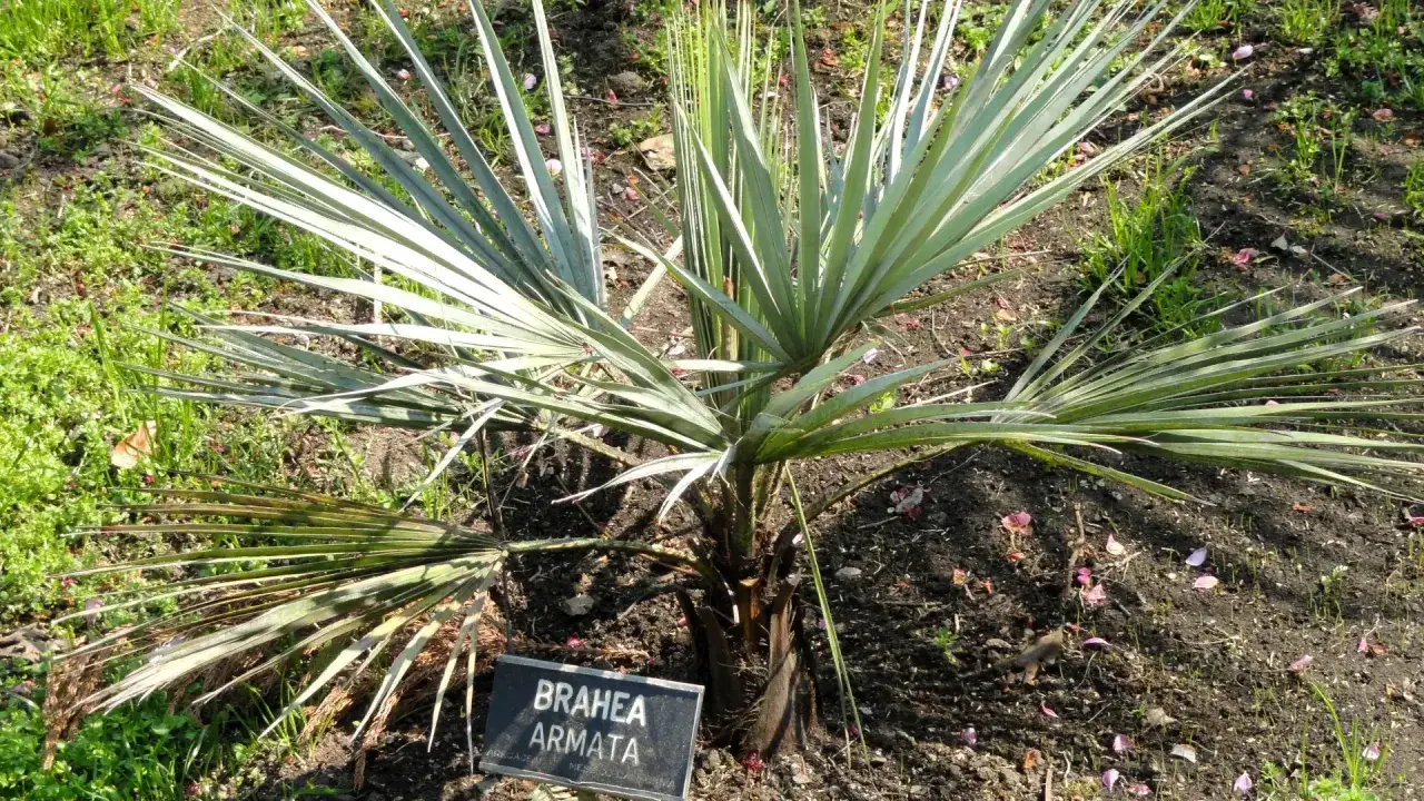 Joven palmera Brahea Armata con hojas plateadas y espinosas, rodeada de hierba y pétalos caídos.