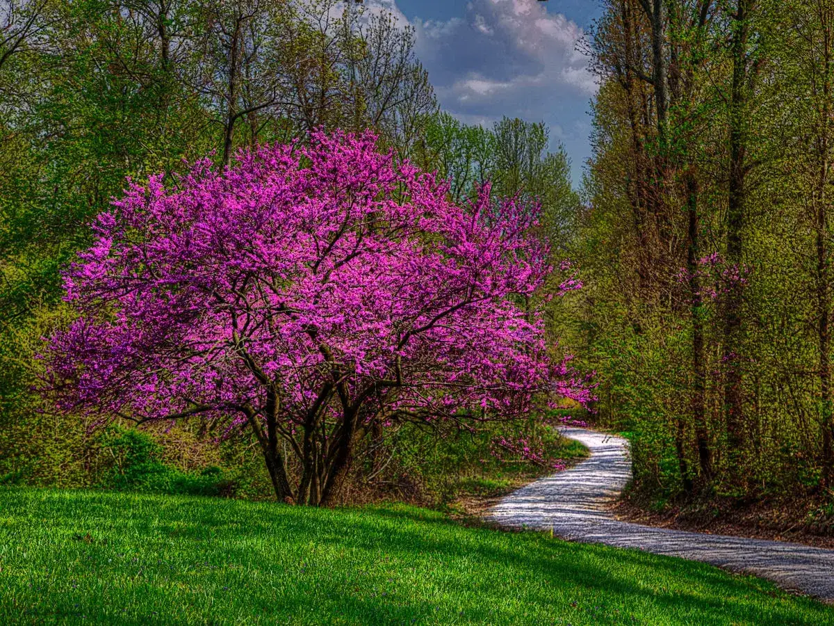 Un &aacute;rbol con flores rosas vibrantes se alza junto a un camino serpenteante, evocando la belleza de la primavera en Espa&ntilde;a.