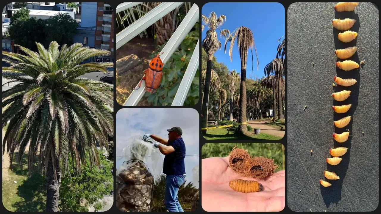 Un hombre protege una palmera. Se muestra un escarabajo y larvas, el gusano de palmera, que ataca las palmeras.