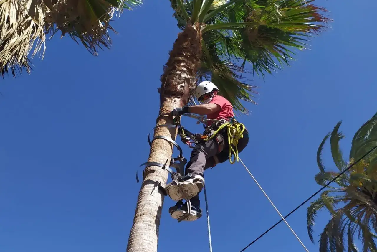 Arbórista en equipo de seguridad, ascendiendo para cortar tronco de palmera.