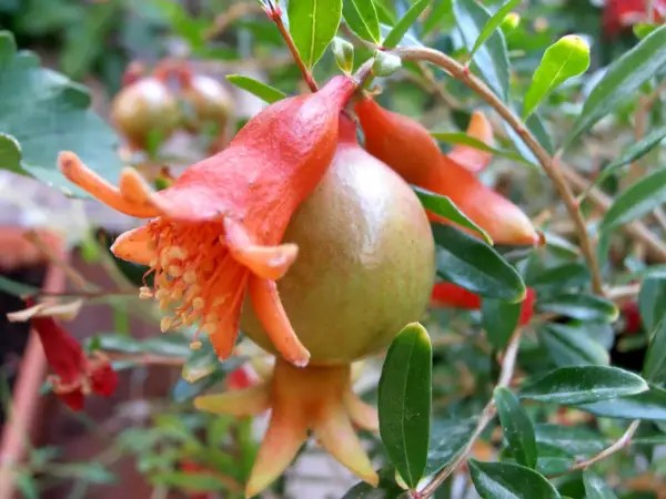 Flor anaranjada de punica granatum nana con un pequeño fruto verde.