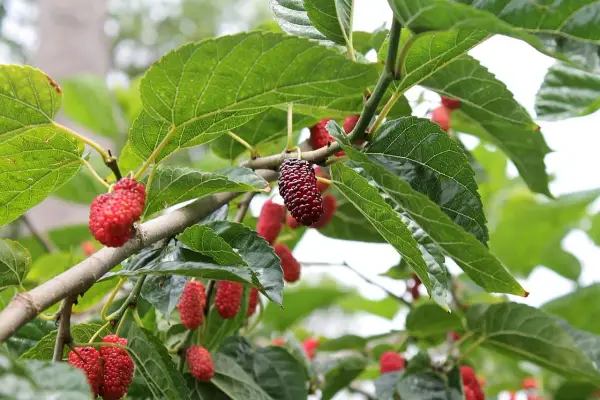 Moras rojas y oscuras cuelgan de las ramas de una morera, algunas con aspecto saludable y otras mostrando signos de enfermedades de la morera.