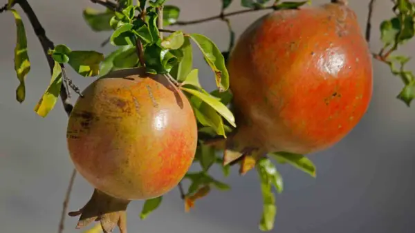 Dos granadas maduras cuelgan de una rama, mostrando las distintas variedades de granados.