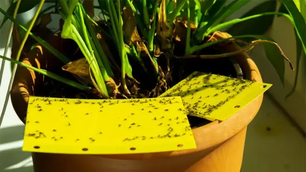 Trampas amarillas pegajosas en maceta, un remedio casero para la mosca del sustrato, capturan docenas de pequeños insectos.