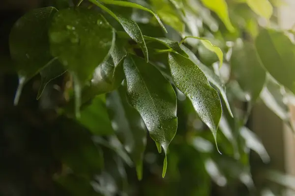 Hojas de ficus benjamina con gotas de agua, quizás indicando estrés o enfermedades.