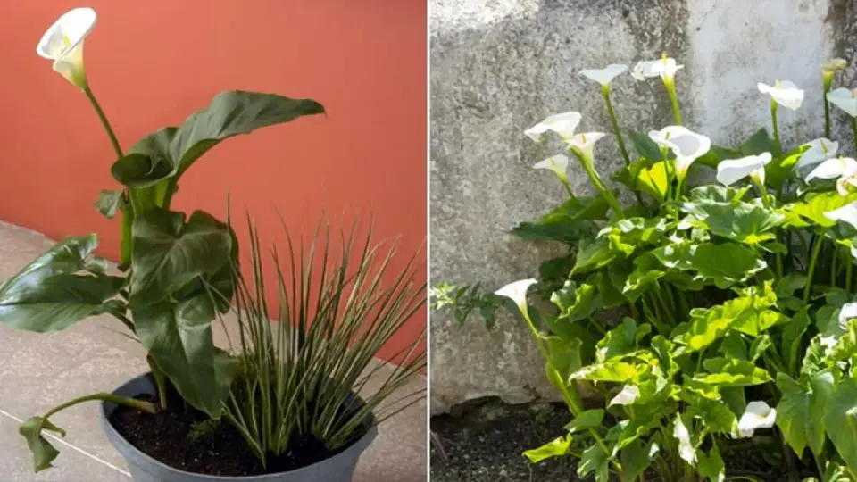 La cala en exterior - cómo plantarla y cuidarla bien